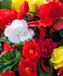 Begonia Inspiration