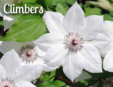 Customer Favourite Large Plants - Climbers