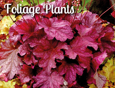Customer Favourite Large Plants - Foliage Plants