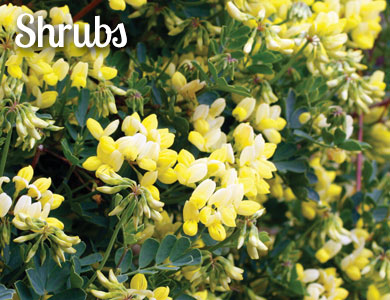 Customer Favourite Large Plants - Shrubs