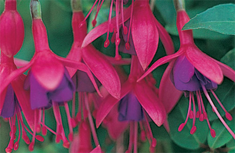 All Fuchsia Plants