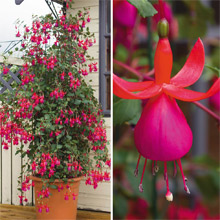 Climbing Fuchsias