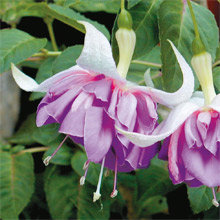 Double Fuchsias