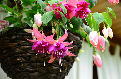 How to plant up Hanging Baskets & Containers