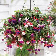 Pre-planted Fuchsia Basket