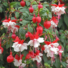 Trailing Fuchsias