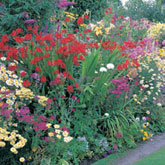 What to do in the garden in august