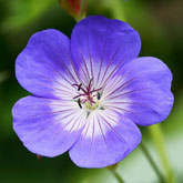 Chelsea Flower Show 'Plant of the Centenary'