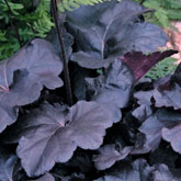 Heuchera - HTA Plant of the Month