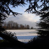 What to do in the garden in January