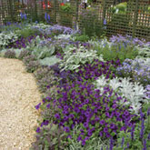 What to do in the garden in July