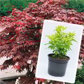 New Large Plant Range - Buy four for the price of three