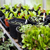 What to do in the garden in May