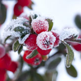 What to do in the garden in november