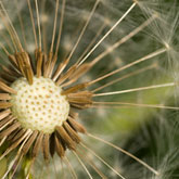 What to do in the garden in october