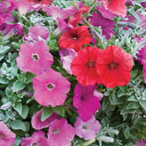 Petunia Below Zero