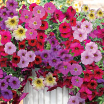 Petunia Non Stick
