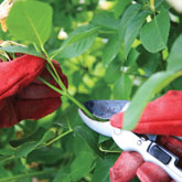 Storm Damaged Gardens