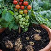 NEW! TomTatoÂ® Plants