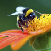 Creating a wildlife-friendly garden