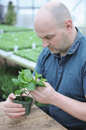 size of plant