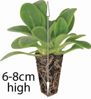 size of plant