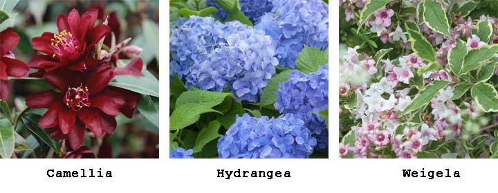 Shrubs for clay soil