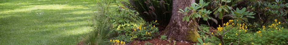 Shady garden