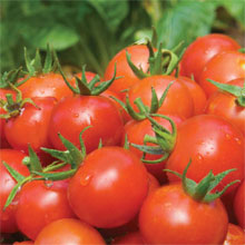 tomato alicante