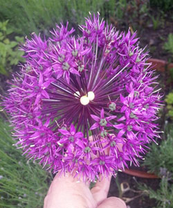 allium aerial bulbils