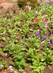 newly planted annual bedding plants