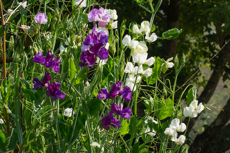 How to grow annuals from seed