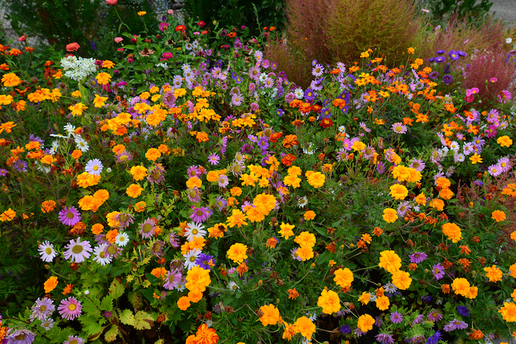 How to plant an annual border lead