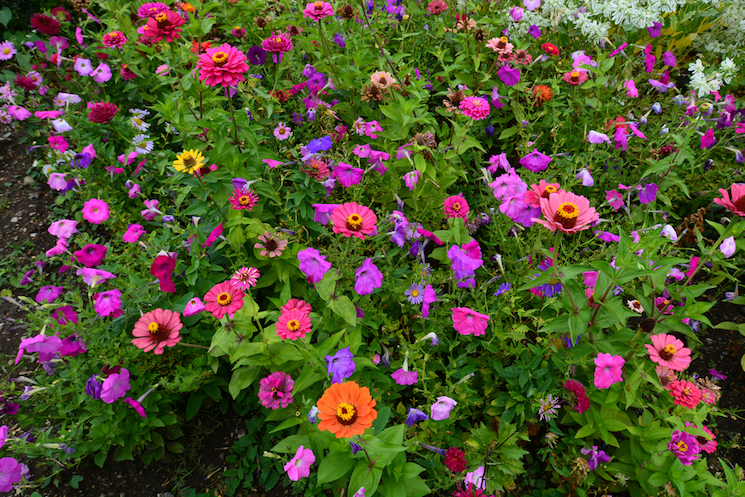 Where to grow annual bedding plants