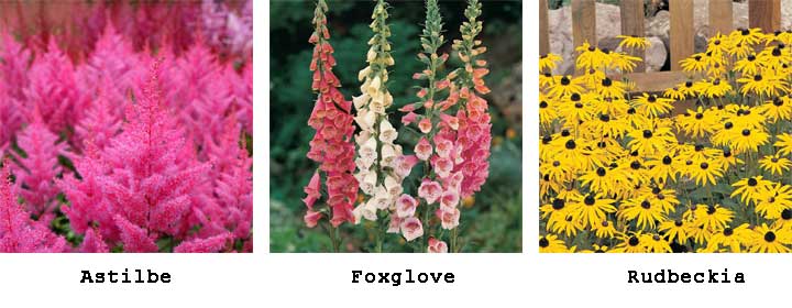 Perennials for clay soil