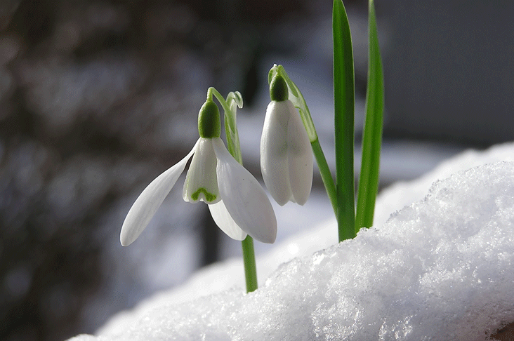  snowdrop in the snow