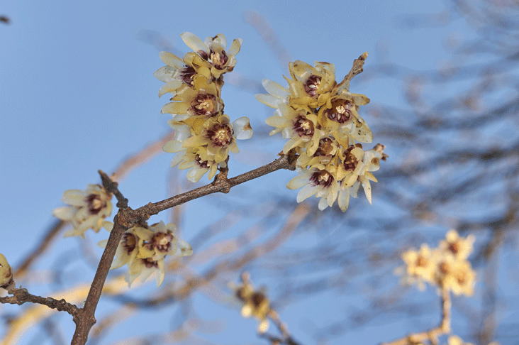  Chimonanthus flowers