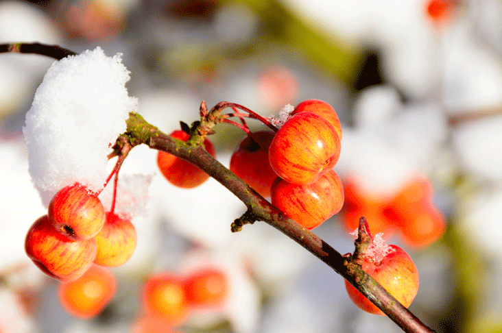 crab apples in winter