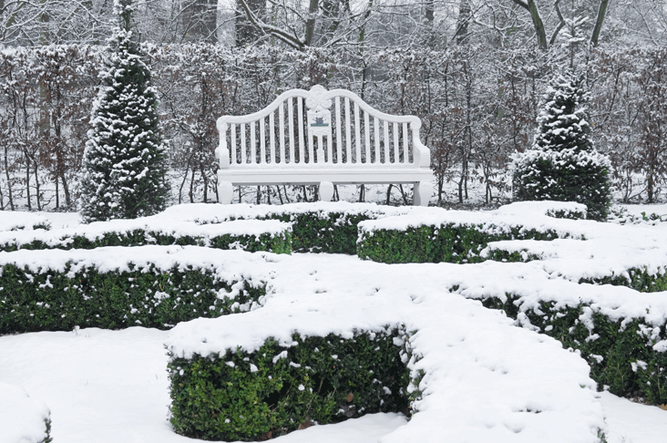  evergreen hedges in the snow