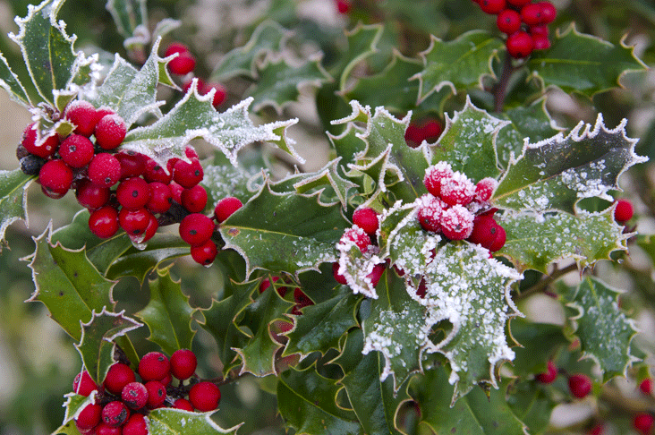  Holly berries