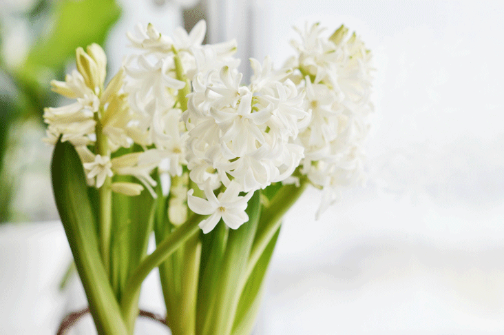 Spring bulbs indoors