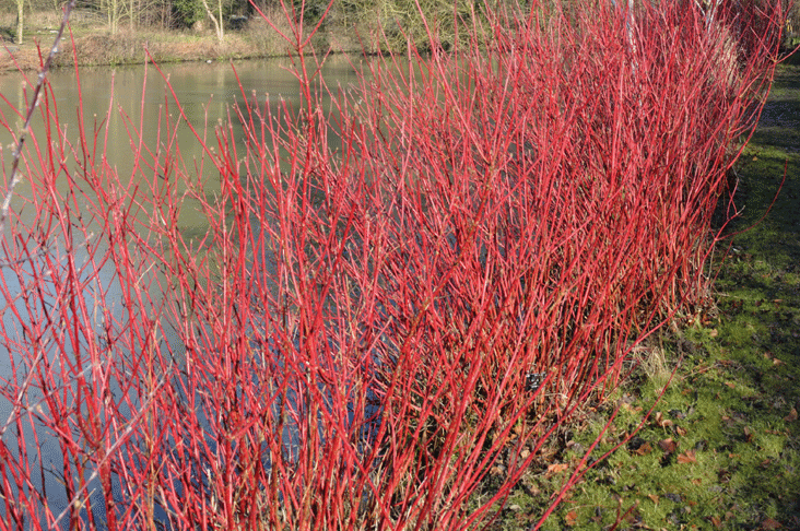 winter stems