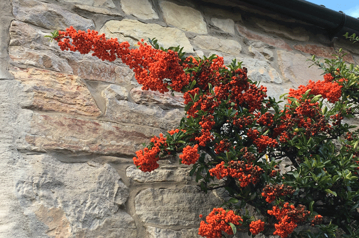 pyracantha berries