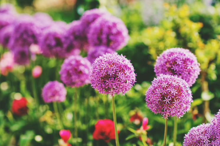 giant alliums love to be planted deep - around 30cm