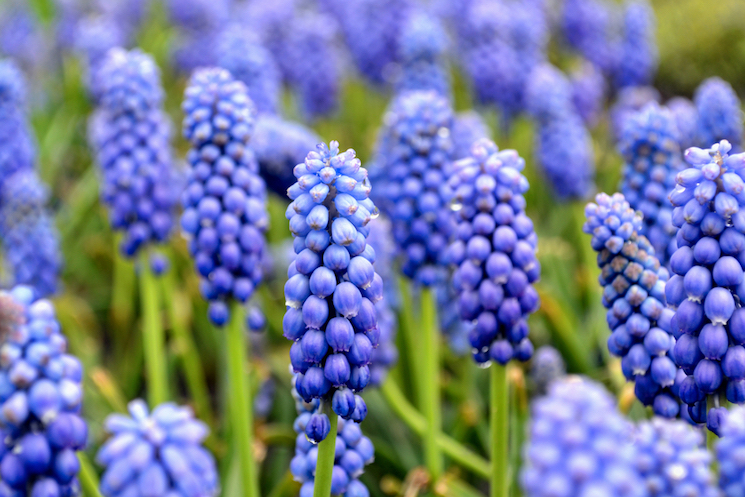 grape hyacinths are medium-depth bulbs