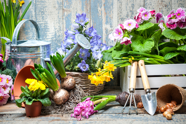 bulbs, corms and tubers