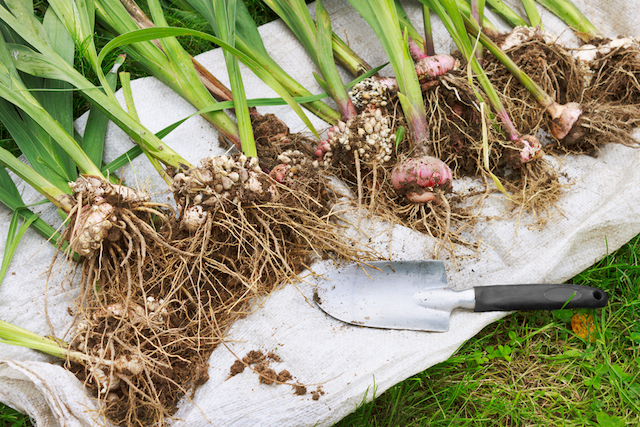 gladioli bulbs