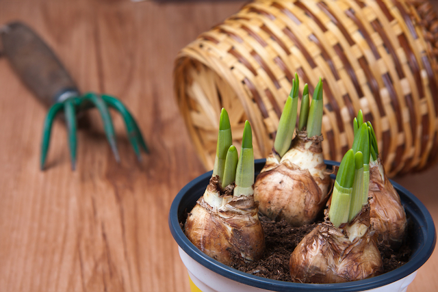 bulbs planted in containers