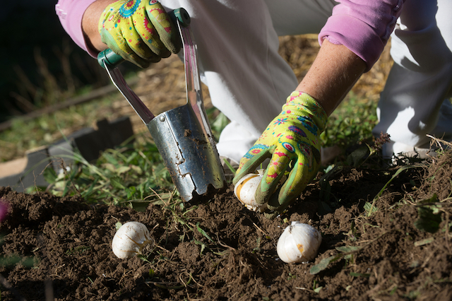 hand bulb planter Van Meuwen