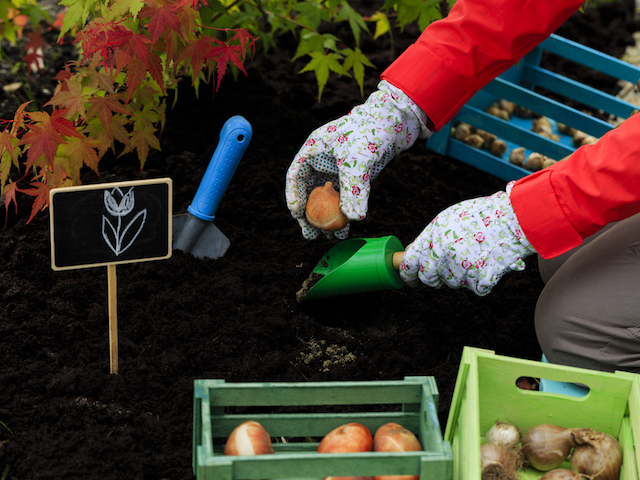 planting tulip bulbs